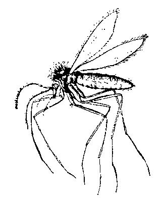 Москит Phlebotomus papatasi, самка.
