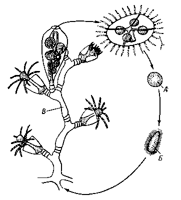 Рис. 2. Жизненный цикл гидроида из рода Obelia: А — яйцо; Б — планула (личинка); В — колония полипов с одним видоизменённым полипом — бластостилем, на котором видны развивающиеся медузы; Г — отделившаяся медуза.