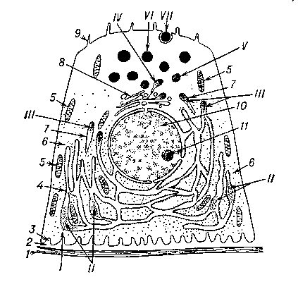 Рис. 1. Железистая клетка в фазе продукции. Схема процессов синтеза белкового секрета: I — поступление исходных веществ в железистую клетку; II — начало синтеза белка на пластинках гранулярной эндоплазматической сети; III — перемещение и накопление предстадий секрета в переходных ответвлениях эндоплазматической сети; IV — конденсация и дозревание секрета в зоне комплекса Гольджи; V — дозревающие и обособляющиеся гранулы секрета; VI — зрелые гранулы секрета; VII — выведение гранулы секрета из железистой клетки; 1 — базальная мембрана; 2 — цементирующее вещество; 3 — выпячивания базальной цитолеммы; 4 — гранулярная эндоплазматическая сеть; 5 — митохондрии; 6 — свободные рибосомы; 7 — переходное ответвление эндоплазматической сети; 8 — комплекс Гольджи; 9 — микроворсинки; 10 — ядро и двойная ядерная мембрана; 11 — ядрышко.