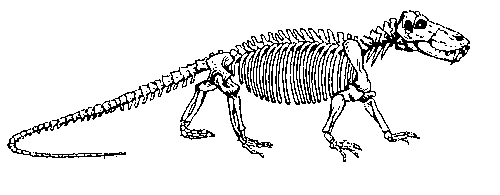 Скелет титанофонеуса.