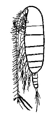 Calanus finmarchicus, взрослая самка (вид сбоку).
