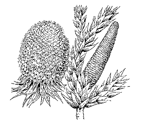 Шишки Araucaria angustifolia.