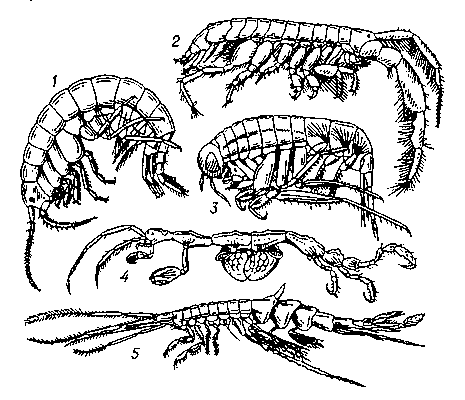 Бокоплавы: 1 — Gammarus lacustrls; 2 — Corophium curvispinum; 3 — Themisto libellula; 4 — Caprella linearis; 5 — Macrohaectopus branickii.