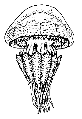 Корнерот Rhizostoma pulmo (медуза).