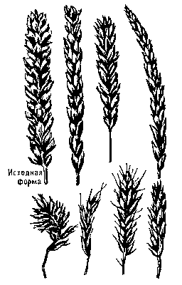 Колосья некоторых нуллисомиков пшеницы Triticum aestivum. Изменения формы вызваны отсутствием пары гомологичных хромосом (цифрой обозначен номер отсутствующей пары).
