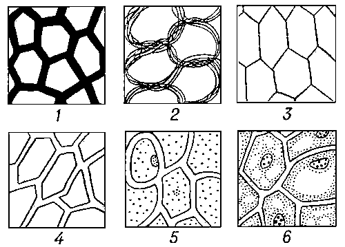 Развитие представлений о клеточном строении растений: 1 — клетки-пустоты в непрерывном растительном веществе (Р. Гук, 1665): 2 — стенки клеток или пузырьков построены из переплетённых волокон, образующих ткань (Н. Грю, 1682); 3 — клетки-камеры, имеющие общую стенку (начало 19 в.); 4 — каждая клетка имеет собственную оболочку (Г. Линк, И. Мольденхавер, 1812); 5 — образователь клетки — ядро («цитобласт»), исчезающее в процессе клеткообразования (М. Шлейден, 1838): 6 — клетки, состоящие из протоплазмы и ядра (Х. Моль, 1844).