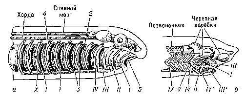 Рис. 2. Схема строения висцерального скелета у челюстноротых: а — висцеральный скелет гипотетического предка челюстноротых: 1 — жаберная щель; 2 — жаберный лепесток; 3 — жаберная перегородка; 4 — расчленённая жаберная дуга; 5 — ротовое отверстие; I, II, III, IV,..., Х — жаберные дуги; б — висцеральный скелет акулы: I, II — губные хрящи; III — первичная верхняя челюсть (нёбноквадратный хрящ); III'— первичная нижняя челюсть (меккелев хрящ); IV — подвесок; IV' — гиоид; V — IX — жаберные дуги.