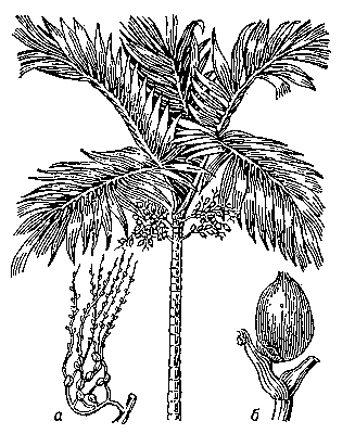 Пальма катеху: а — часть соцветия с пестичными (внизу) и тычиночными (наверху) цветками; б — зрелый плод.