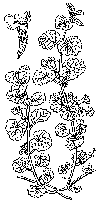 Будра плющевидная; вверху слева — цветок.