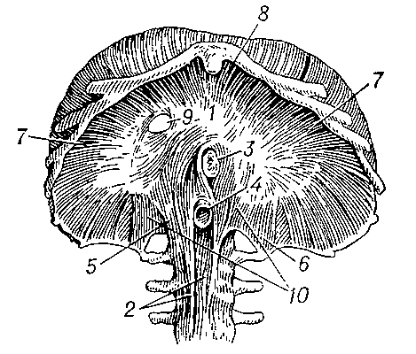 Грудобрюшная преграда человека (снизу); 1 — центральная сухожильная часть; 2 — внутренний мышечный пучок; 3 — отверстие пищевода; 4 — отверстие аорты; 5 — промежуточный мышечный пучок; 6 — наружный мышечный пучок; 7 — рёберная часть; 8 — грудинная часть; 9 — отверстие нижней полой вены; 10 — поясничная часть.