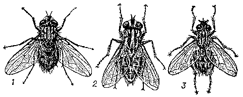 Рис. 1. Мухи: 1 — осенняя жигалка, самка; 2 — базарная муха, самка; 3 — комнатная муха, самец.