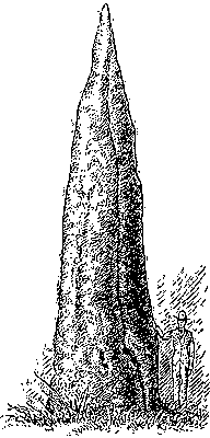 Гнездо австралийского термита.