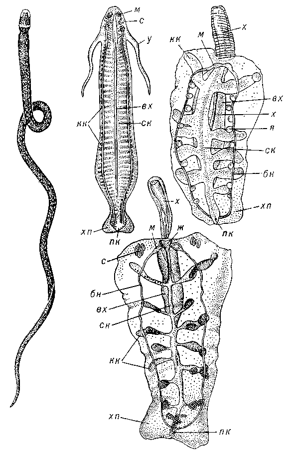 Немертины: 1 — донная Lineus torquatus; 2-4 — пелагические (с прозрачными покровами, через которые просвечивают внутренние органы; с брюшной стороны); 2 — Nectonemertes maijor — самец; 3 — Pelagonemertes brinkmanni — самка; 4 — P. brinkmanni — самец; бн — боковые нервные стволы, вх — влагалище хобота, ж — желудок, кк — кишечные карманы, м — мозг, пк — прямая кишка, с — семенники, ск — средняя кишка, у — усы, х — хобот, хп — хвостовой плавник, я — яичники.