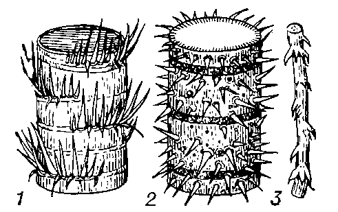 Расположение колючек на стволах пальм: 1 — астрокариум — полукругом; 2 — маврикиевой пальмы — по всей поверхности ствола; 3 — ротанг — очередное.