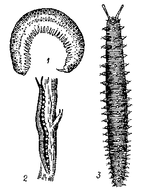 Первичнотрахейные: 1 — Peripatus tuberculatus; 2 — Peripatopsis capensis; 3 — Eoperipatus weldoni (с брюшной стороны).