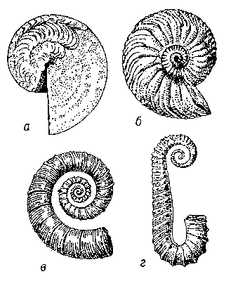 Рис. 1. Аммониты: а — Timanites keyserlingi; б — Cardioceres cordatum; в — Crioceratites nolani; г — Fncyloceras matheroni.