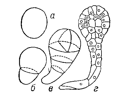 Рис.1. Развитие зародыша у растений разных систематических групп. У бурой водоросли фукус (а — г).