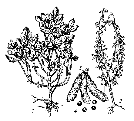 Соя: 1 — вегетирующее растение; 2 — растение с созревшими бобами; 3 — бобы; 4 — семена.