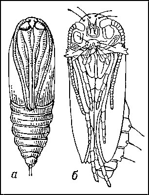 Рис. 6. Куколки: а — покрытого типа (совки Euxoa tritiu); б — свободного типа (первичной моли Eriocrania).