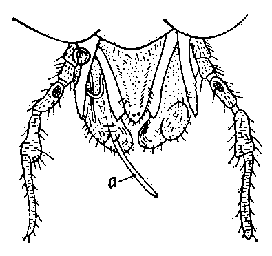 Выход личинки филярии Onchocerca volvulus (а) из нижней губы её переносчика — мошки Simulium damnosum.