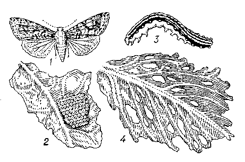 Капустная совка: 1 — бабочка; 2 — кладка яиц на листе; 3 — гусеница; 4 — лист капусты, поврежденный капустной совкой.