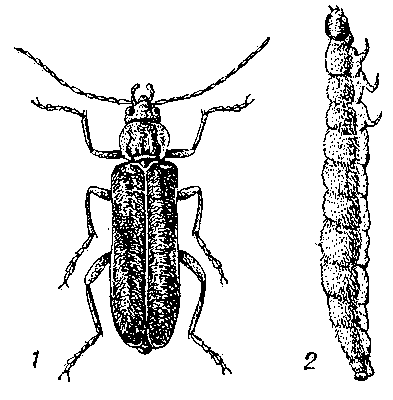 Мягкотелка Cantharis obscura: 1 — жук; 2 — личинка.