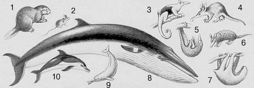 Млекопитающие. Грызуны: 1 — бобр; 2 — мышь. Трубкозубые: 4 — трубкозуб. Панголины: 5 — панголин. Неполнозубые: 3 — муравьед; 6 — броненосец; 7 — ленивец. Китообразные: 8 — кит (малый полосатик); 9 — гигантский дельфин; 10 — дельфин белобочка.
