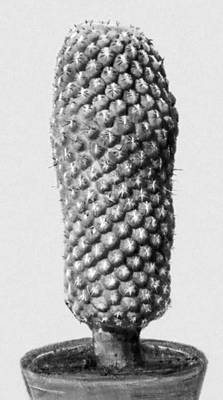 Кактусы. Neochilenia sp.