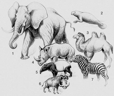 Млекопитающие. Хоботные: 1 — африканский слон. Сирены: 2 — ламантин. Мозоленогие: 3 — верблюд. Непарнокопытные: 4 — носорог; 5 — тапир; 6 — бородавочник. Парнокопытные: 7 — зебра.