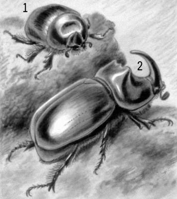 Жук-носорог: 1 — самка; 2 — самец.