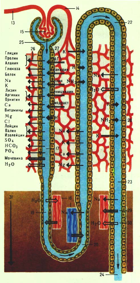 Основные процессы мочеобразования в нефроне: 13 — приносящая артериола; 14 — выносящая артериола; 15 — почечный клубочек; 16 — прямые артерии и вены; 17 — проксимальный извитой каналец; 19 — тонкий нисходящий отдел петли Генле; 20 — тонкий восходящий отдел петли Генле; 22 — дистальный извитой каналец; 23 — собирательная трубка; 24 — выводной проток; 25 — направление движения жидкости по канальцу. Тонкая черная стрелка (26) обозначает реабсорбцию вещества из просвета канальца в кровь; двойная стрелка (27) — секрецию вещества в просвет канальца из околоканальцевой жидкости; толстая короткая чёрная стрелка (28) — секрецию вещества из клетки в просвет канальца; заштрихованная стрелка (29) — диффузию вещества из крови в просвет канальца и из просвета канальца в кровь; полая стрелка (30) — всасывание воды по осмотическому градиенту; длинная чёрная утолщающаяся стрелка (31) — увеличение осмотической концентрации в мозговом веществе почки (нарастание интенсивности окраски).