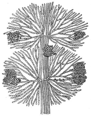Батрахоспермум: часть таллома, группы карпоспор образуют т. н. цистокарпии.