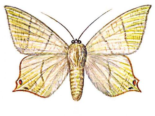 Бабочки. Пяденица бузинная (Ourapteryx sambucaria) — Европа, Алтай, Вост. Азия. Бабочка.