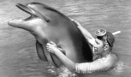 Дельфин афалина с дрессировщиком в дельфинарии (Крым).