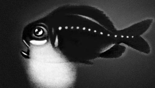 Биолюминесценция. Рыба Photoblepharon palpebratus со светящимся органом, содержащим бактерии (пример симбиоза).