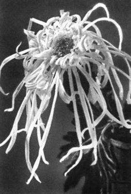 Никитский ботанический сад. Хризантема «Подруги высокого солнца», сорт иностранной селекции.