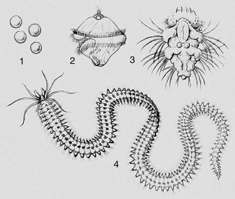 Рис. 4 (II). Метаморфоз многощетинкового червя: 1 — яйца, 2, 3 — личинки (2 — трохофора, 3 — нектохета), 4 — взрослый червь.