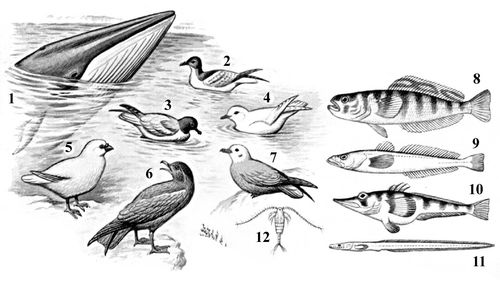 Характерные животные Антарктической области:1 — малый полосатик; 2 — капский голубок; 3 — антарктический буревестник; 4 — снежный буревестник; 5 — белая ржанка; 6 — большой поморник; 7 — серебристо-серый буревестник; 8 — мраморная нототения; 9 — антарктический клыкач; 10 — белокровная щука; 11 — антарктический ликод.
