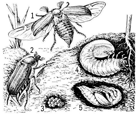 Майский жук: 1 — самец; 2 — самка; 3 — яйца; 4 — личинка; 5 — куколка.
