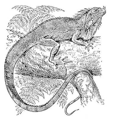 Игуана (Iguana iguana).