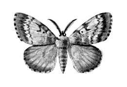 Бабочки. Непарный шелкопряд (Porthetria dispar) — Европа, Азия, Сев. Америка. Вредитель лесов и садов. Самец.