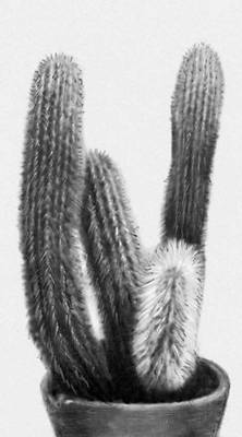 Кактусы. Cleistocactus strausii.