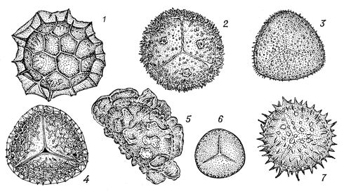 Споры некоторых мохообразных (1 — Fossombronia angulosa, 2 — Anthoceros tuberculatus), равноспоровых папоротникообразных (3 — Pteridium aquilinum, 4 — Lycopodium clavatum, 5 — Dryopteris filix-mas) и разноспоровых папоротникообразных (6 — Salvinia cucullata, 7 — Selaginella radiata).
