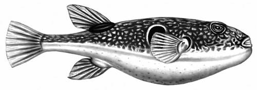 Фугу, или собака-рыба (Fugu rubripes).