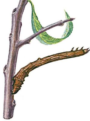 Бабочки. Пяденица бузинная (Ourapteryx sambucaria) — Европа, Алтай, Вост. Азия. Гусеница в состоянии покоя.