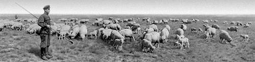 Овцы на пастбище. Племзавод «Червлёные Буруны» Дагестанской АССР.
