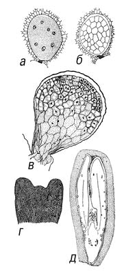 Рис.7. Развитие зародыша у растений разных систематических групп. У голосеменных (Ginkgo biloba): а — проэмбрио в свободноядерной фазе, б — клеткообразование, в — проэмбрио, начало дифференциации клеток апикальной зоны, г — появление семядольных бугорков и точки роста, д — зрелый, хорошо дифференцированный зародыш.