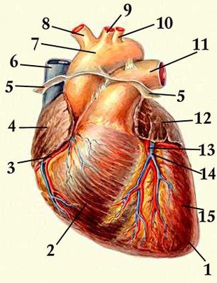 Сердце, вид спереди: 1 — верхушка сердца; 2 — правый желудочек; 3 — правая венечная артерия; 4 — правое ушко; 5 — перикард (отрезан); 6 — верхняя полая вена; 7 — аорта; 8 — плечеголовной ствол; 9 — левая общая сонная артерия; 10 — левая подключичная артерия; 11 — лёгочный ствол; 12 — левое ушко; 13 — передняя межжелудочковая ветвь левой венечной артерии; 14 — большая вена сердца; 15 — левый желудочек.