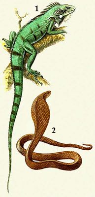 1. Зеленая игуана. 2. Среднеазиатская кобра.