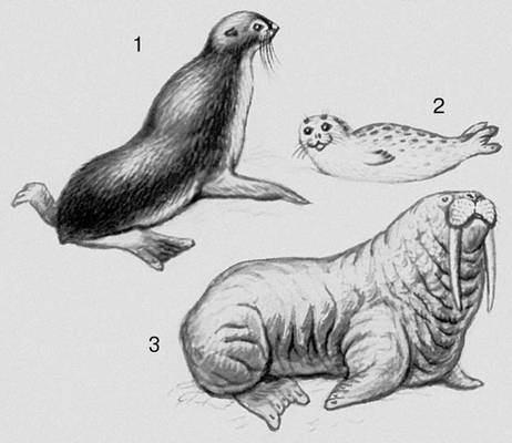 Млекопитающие. Ластоногие: 1 — морской котик; 2 — тюлень; 3 — морж.